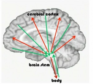 Brain Stem-Cortex-Body connection